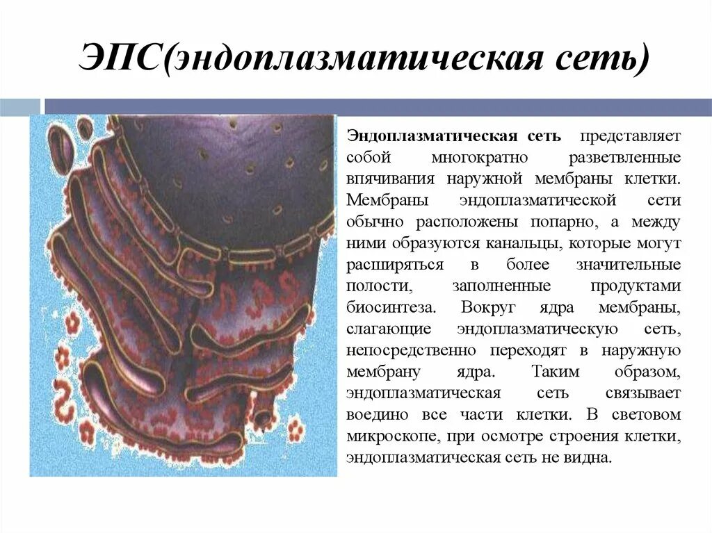 Наружная мембрана ядра и ЭПС. Эндоплазматический ретикулум строение. Эндоплазматическая мембрана. Мембраны эндоплазматической сети.