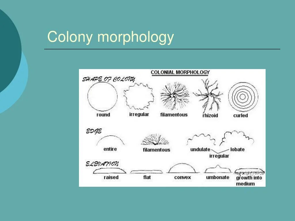 Colony Morphology. Stylistic Morphology. Morphology Definition. Morphology language иллюстрации.