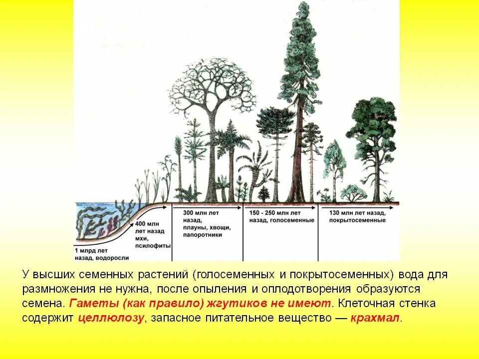 Эволюция семенных растений.Голосеменные растения. Эволюционные преобразования органов растений. Ароморфозы семенных растений. Голосеменные высшие семенные растения. В каком периоде появляются растения