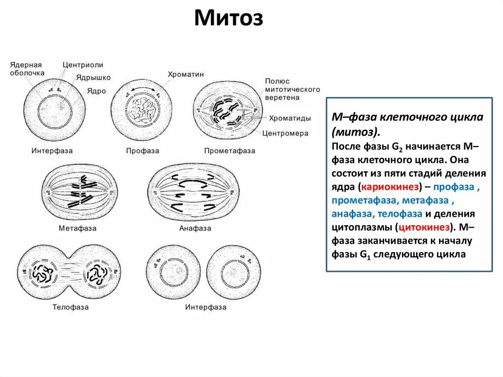 Изучение фаз митоза на фиксированном препарате метод. Схема интерфазы митоза. Цитокинез фаза митоза. Митоз растительной клетки гистология. Интерфаза митоза на препарате.