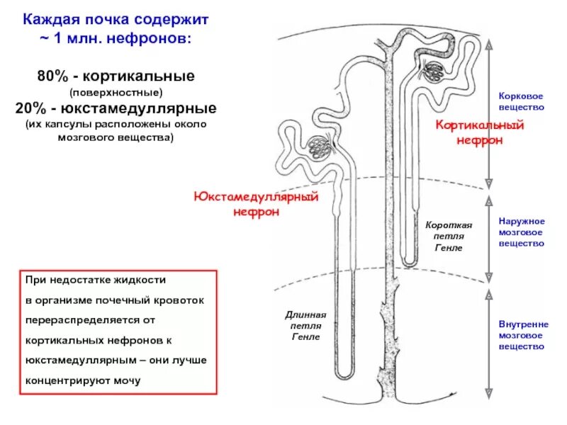 В какой части находятся капсулы нефронов. Почечная пирамида в нефроне. В капсулах нефрона в корковом слое. Лоханка нефрона почки. Расположение нефрона в почке.