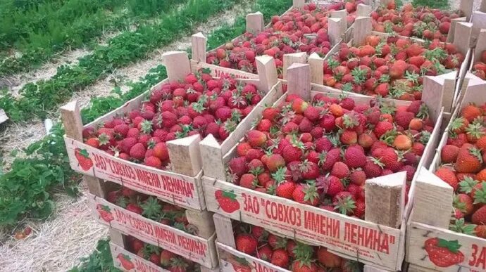 Сбор клубники в подмосковье. Совхоз имени ленина московская сбор клубники. Клубничные поля совхоза имени ленина. Совхоз имени ленина сбор клубники. Совхоз им ленина клубника.