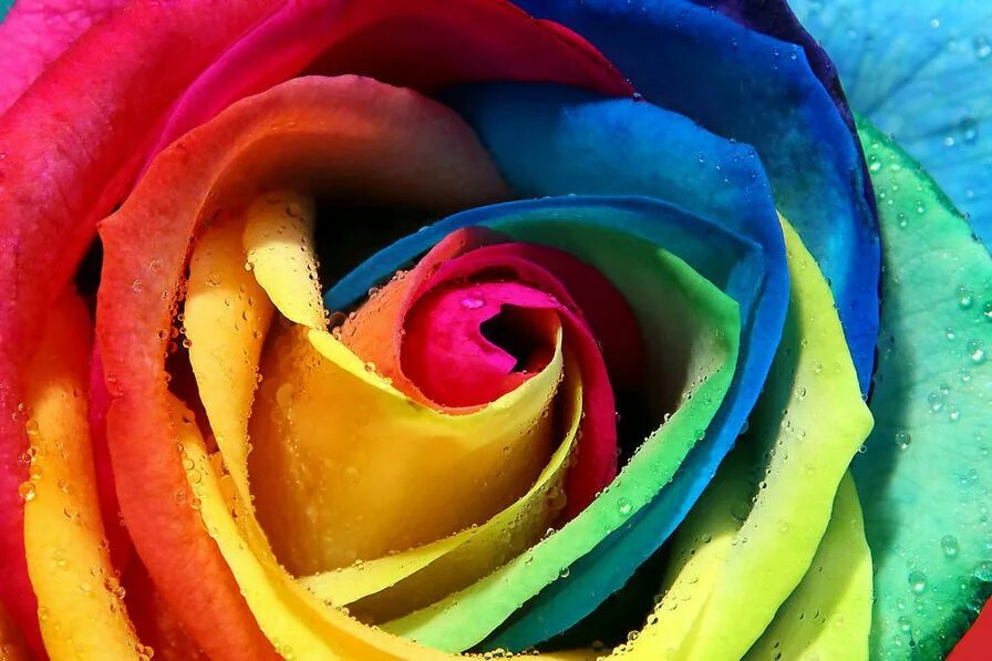 Рядом с цветным. Разноцветные цветы. Радужные цвета. Радужные цветы. Цветные розы.