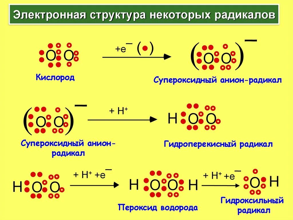 Система радикалов. Электронное строение радикала. Электронное строение свободных радикалов. Супероксид анион строение. Супероксид анион-радикала, схема образования.