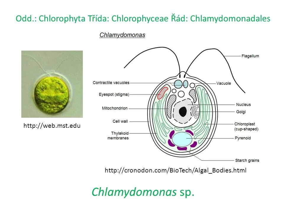 Глазок водоросли. Строение водоросли хламидомонады. Строение клетки Chlamydomonas. Схема строения хламидомонады. Пиреноид у хламидомонады это.