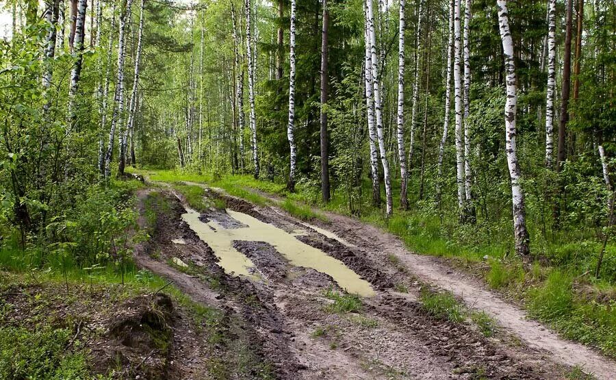 Проселочная грунтовая дорога. Лесные дороги. Лесная дорога. Грунтовые Лесные дороги. Движение по проселочным дорогам