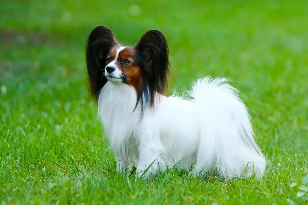 папийон характеристика породы. порода собак папильон стриженный. папильон плюсы и минусы породы. папильон и шпиц. папийон характер.