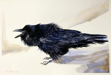 Shadow crow
