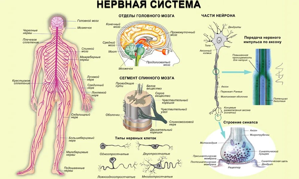 Где находится мышечное чувство. Структура нервной системы человека схема. Центральная нервная система схема. Периферическая нервная система схема строения. Нервная система человека рисунок.