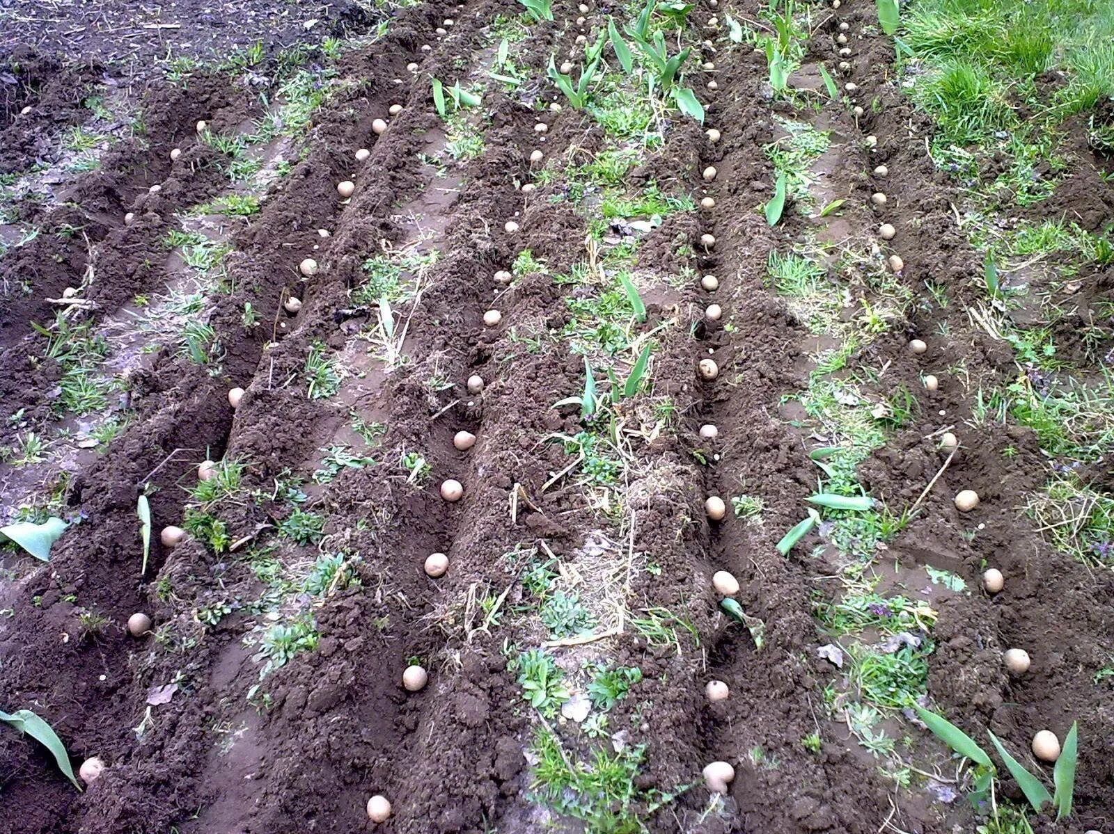 Можно ли посадить фасоль. Грядки всходов картофеля. Картофель посевной на грядке. Грядки для свеклы в открытом грунте. Морковь рядом с томатами в открытом грунте.