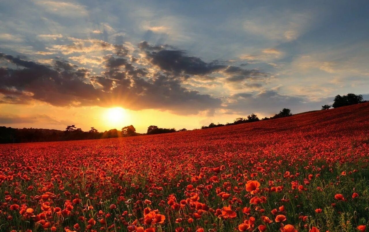 Flower sunset. Маковые поля Верден. Маковые поля Кубани. Красивое поле. Поле маков.