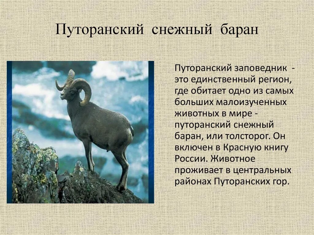 Путоранский подвид снежного барана. Путоранский снежный баран. Путоранский заповедник снежный баран. Кодарский снежный баран.