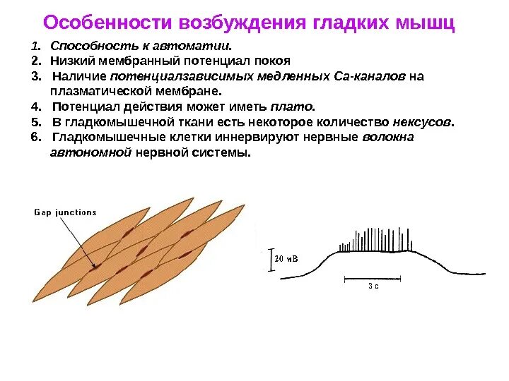 Физиологические свойства гладких мышц физиология. Особенность потенциала действия гладких мышц. Физиологические свойства и функции гладкомышечных клеток.. Особенности сокращения гладких мышц физиология.