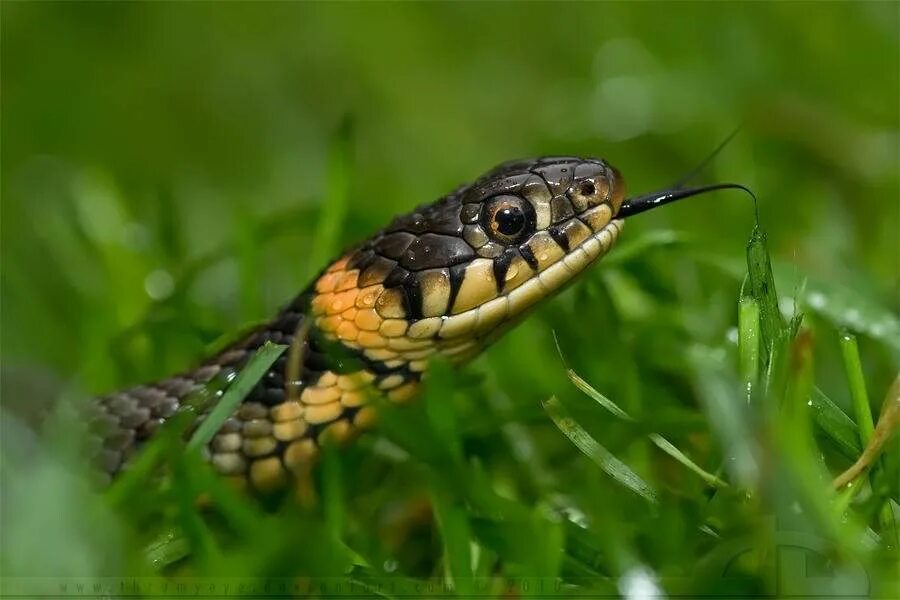 уж 9. ядовитые змеи алтайского края. 4. змея гадюка. полоз гадюка.