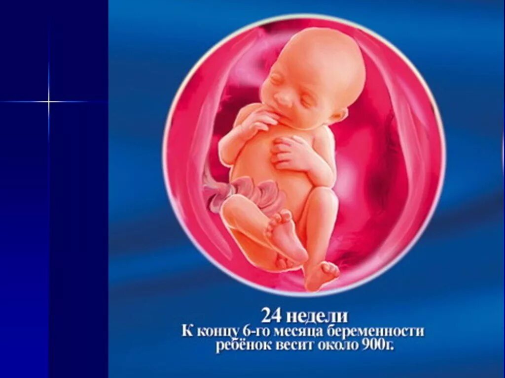 24 неделя развитие. Оебнок на 24 неделе беременности. 24 Неделя внутриутробного развития.