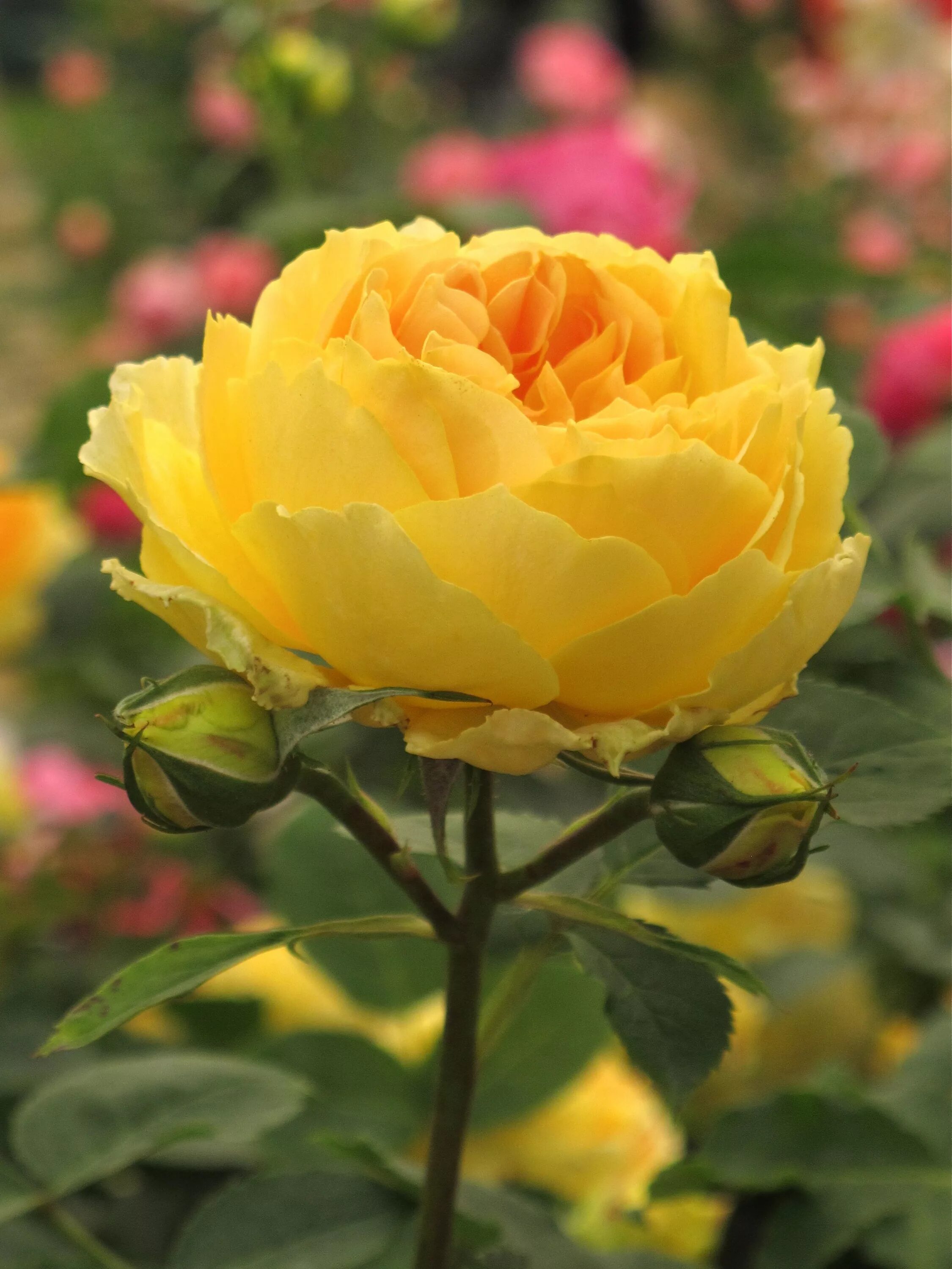 Comte de Champagne David austin roses, English roses, Shrub roses