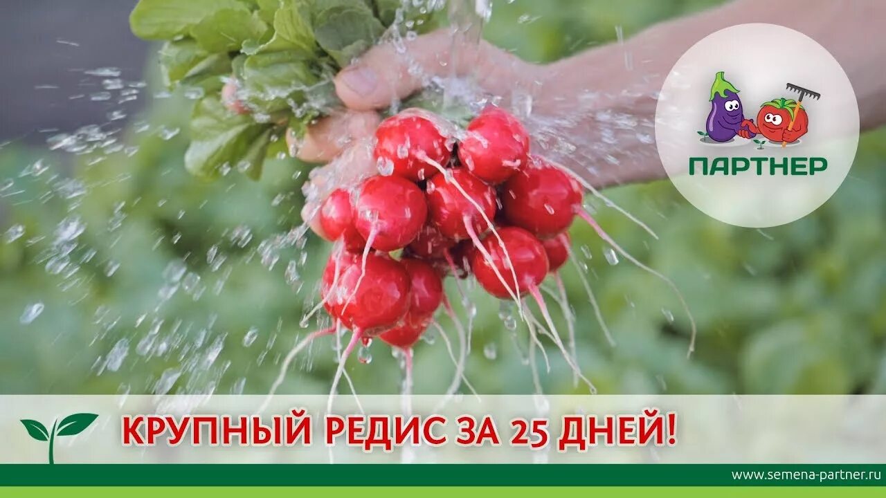 Редис алиса. Редис мечта алисы f1. редис мечта алисы f1 (1 г) партнер. редис мечта алисы партнер. семена редиса мечта алисы.