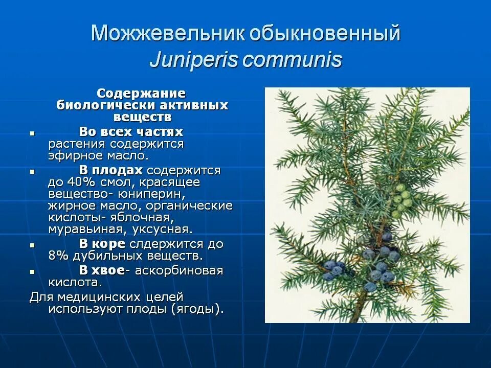 Вред хвойных. Можжевельник обыкновенный Голосеменные. Голосеменные растения можжевельник. Можжевельник обыкновенный микростробилы.