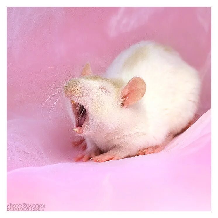Милая мышь. Белая мышь. Милая крыска. Розовая крыса. Милые мышки.