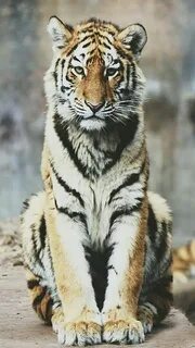 Животные тг