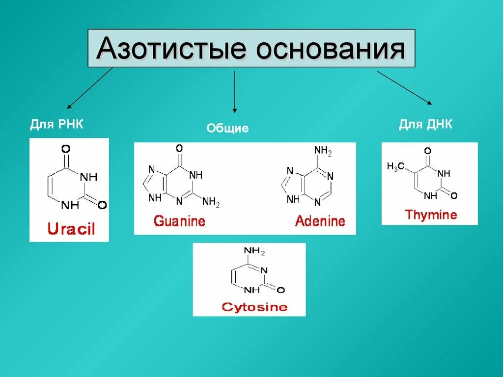 Азотистые основания РНК формулы. Пуриновые основания РНК. Формула пиримидиновых азотистых оснований РНК. Азотистые основания ДНК.