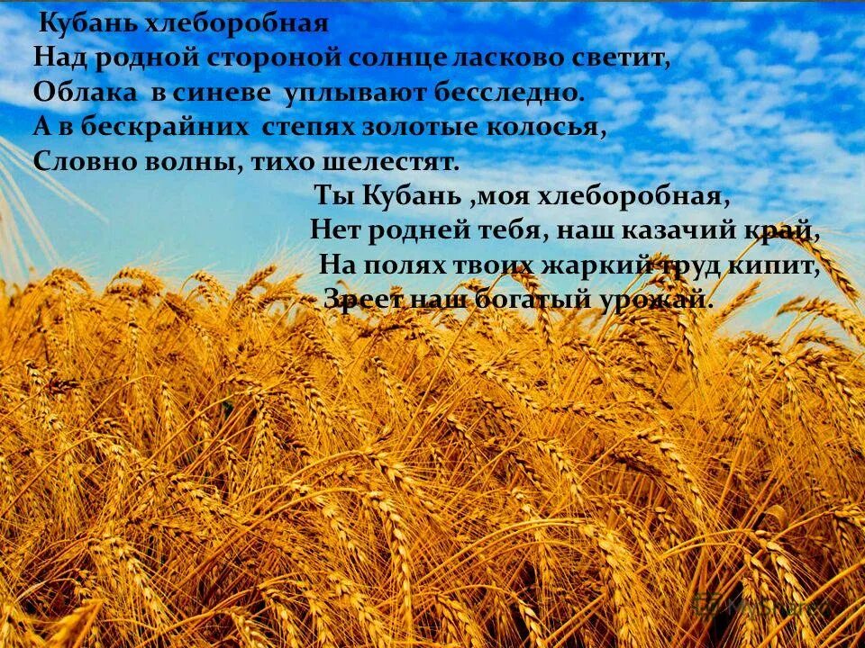 красивые фотографии золотого поля. золотое поле ржи. спелые колосья пшеницы. золотые поля текст. золотые поля текст.