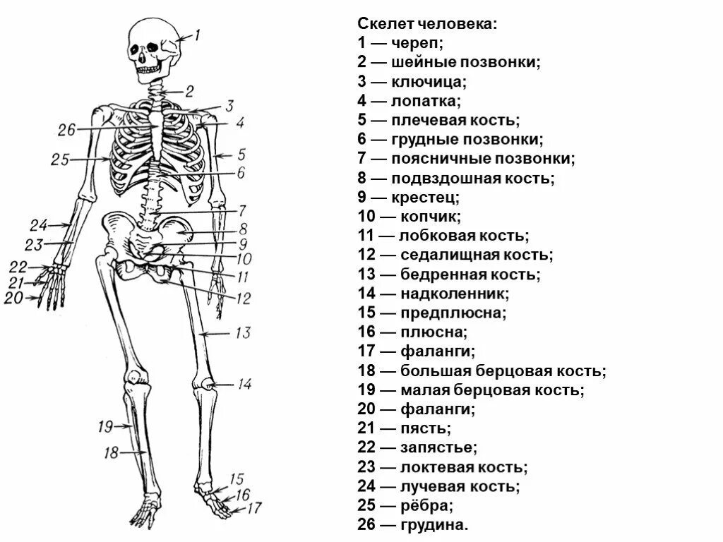 Строение скелета человека схема. Скелет название всех костей. Скелет туловища человека с названием костей. Скелет название костей биология 8 класс. Назовите указанные кости