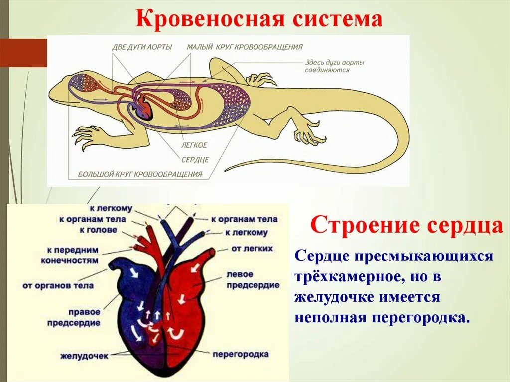 Охарактеризуйте кровеносную систему пресмыкающихся