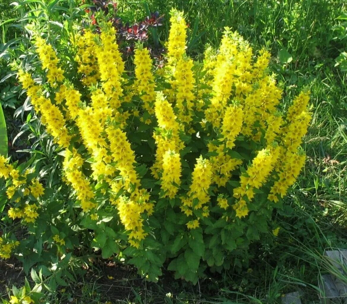 Желтые цветы многолетники названия. Вербейник обыкновенный. Вербейник желтый многолетний. Вербейник желтый многолетник. Вербейник точечный (Lysimachia punctata).