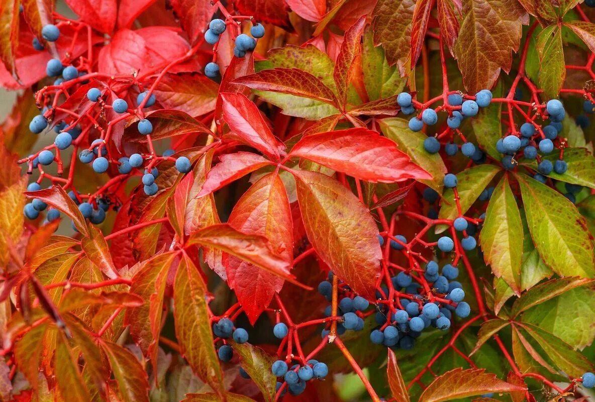 Berries Spur Immature Blackberry Red Fruit Fruits-20 Inch By 30 Inch Laminated P