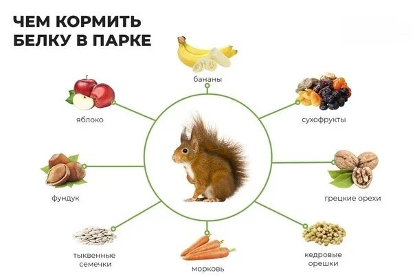 Чем можно кормить белок. Чем можно кормить белку. Что можно давать белочкам. Чем кормить белочек. Что можно давать белки