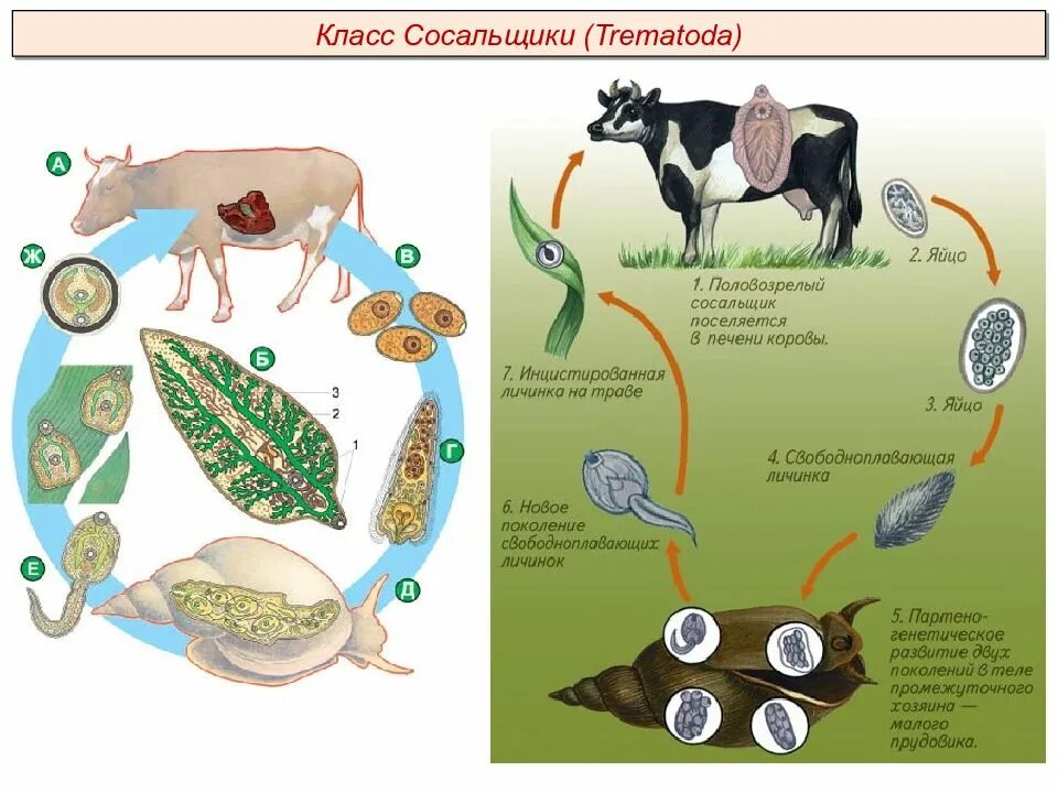 Цикл печеночного сосальщика биология. Цикл развития плоских червей печеночный сосальщик. Тип плоские черви цикл развития печеночного сосальщика. Цикл печеночного сосальщика биология ЕГЭ.