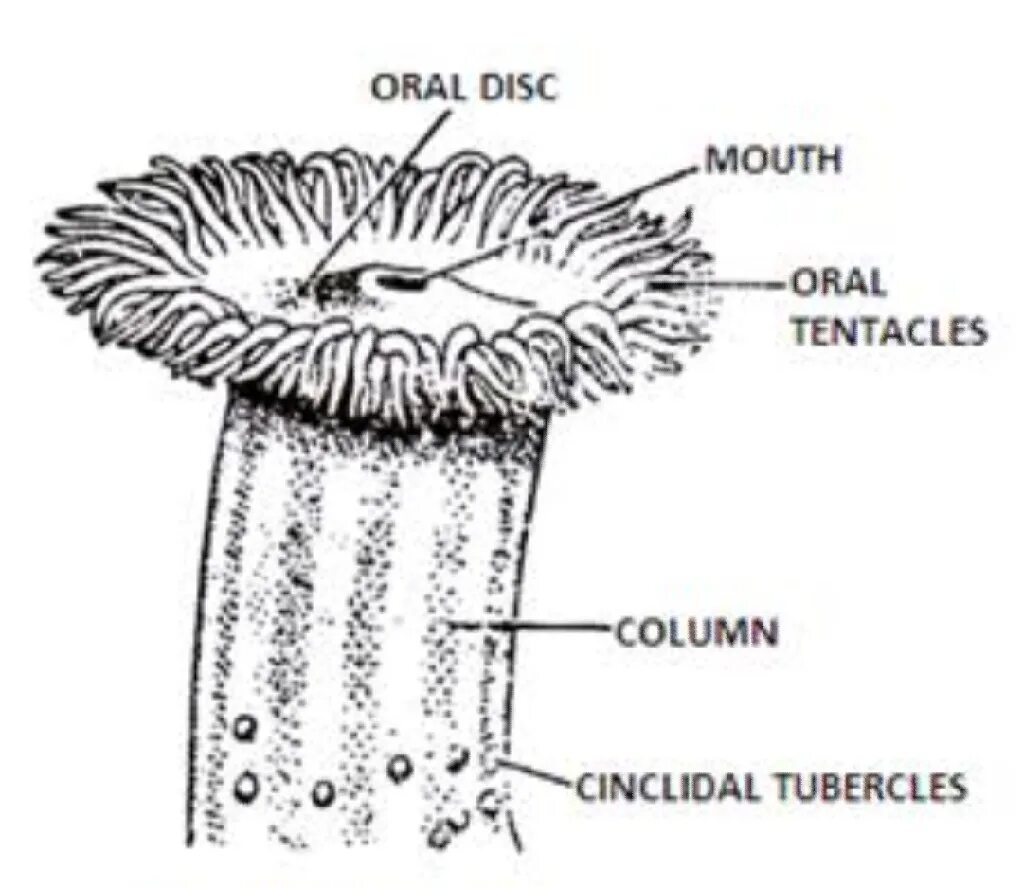 Трубчатая актиния. Схема строения актинии. Внешний вид актинии. Актиния рисунок.