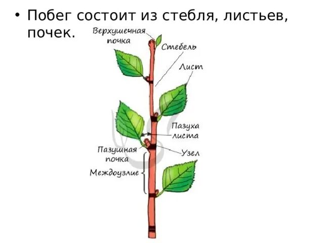 Строение побега цветкового растения. Схема строения побега. Строение побега 6. Побег цветкового растения рисунок. Побег состоящий из листьев почек называют