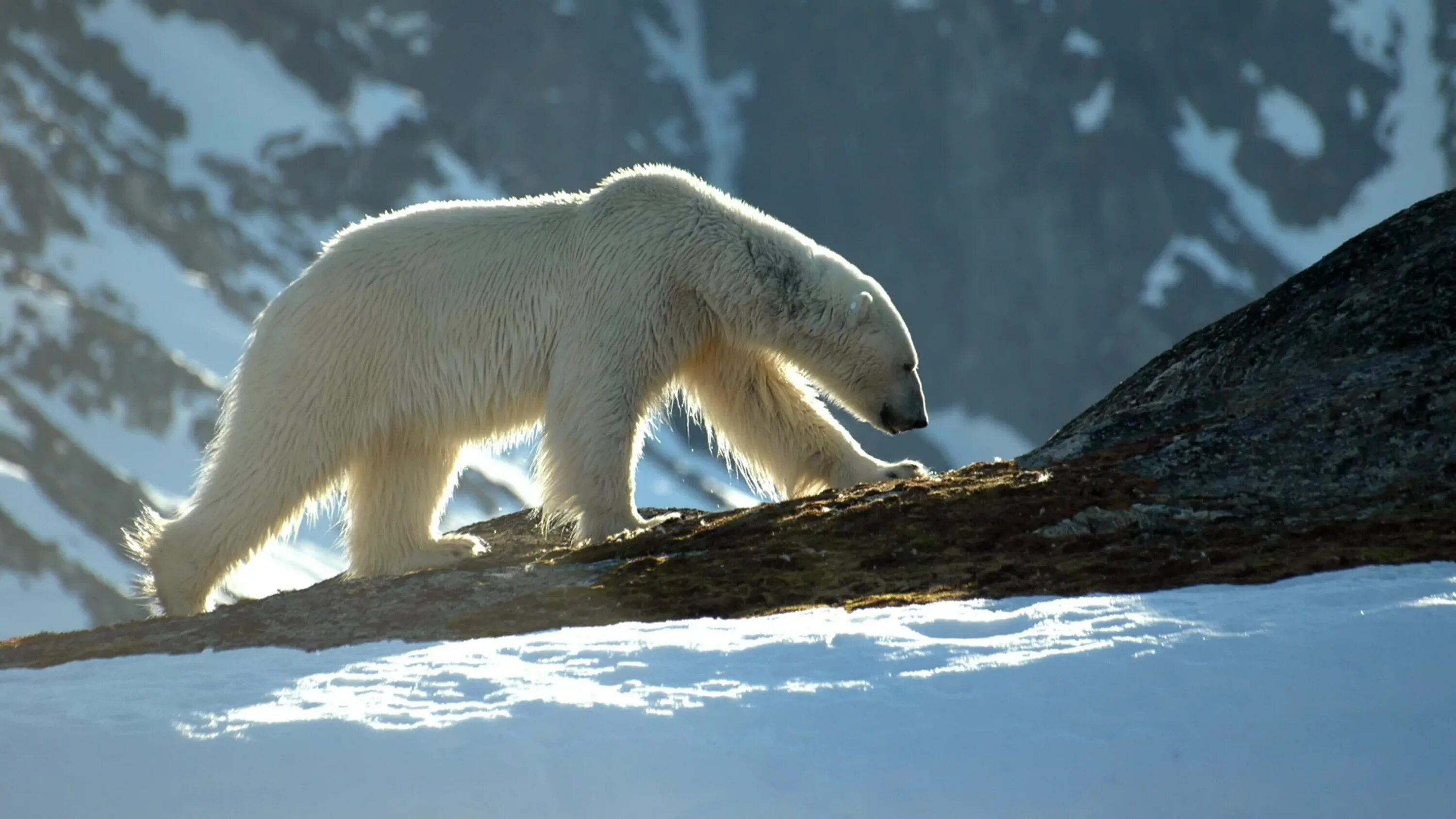 Белый медведь. Полярный медведь. Белый медведь в горах. Белый медведь фото. Как можно объяснить ареал обитания белого медведя
