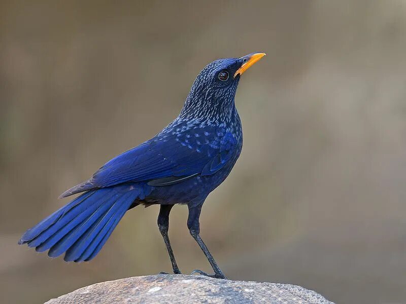 Птицы гималаев. Лиловый Дрозд (Myophonus caeruleus). Синяя птица лиловый Дрозд. Синяя птица Тянь Шаня. Синяя птица Памира.