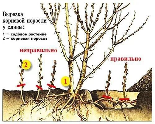 Как избавиться от сирени. Корневая поросль сирени. Корневые отводки сирени.