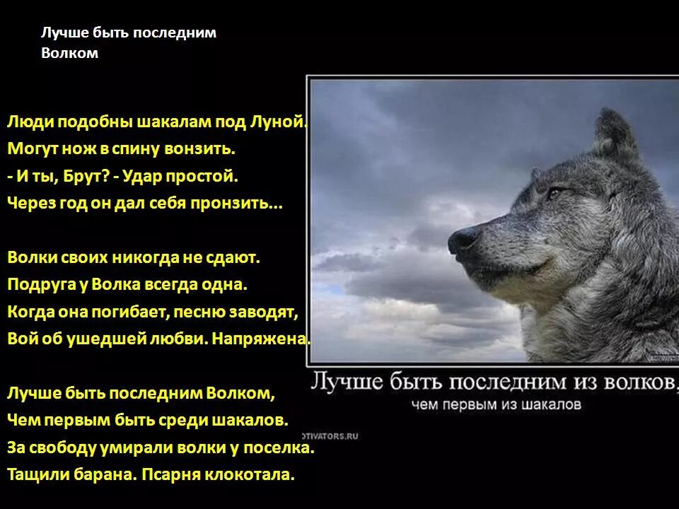 Почему говорят волк. Стих про волка. Одинокий волк цитаты. Высказывания о волках. Цитаты со смыслом про шакалов.