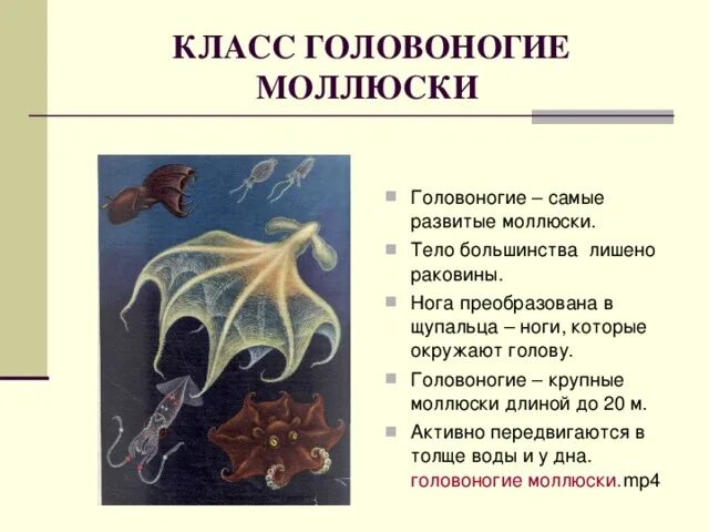 Характеристика класса головоногие. Характеристика раковины головоногих моллюсков. общее строение головоногих моллюсков. особенности класса головоногие моллюски. строение ноги головоногих моллюсков.