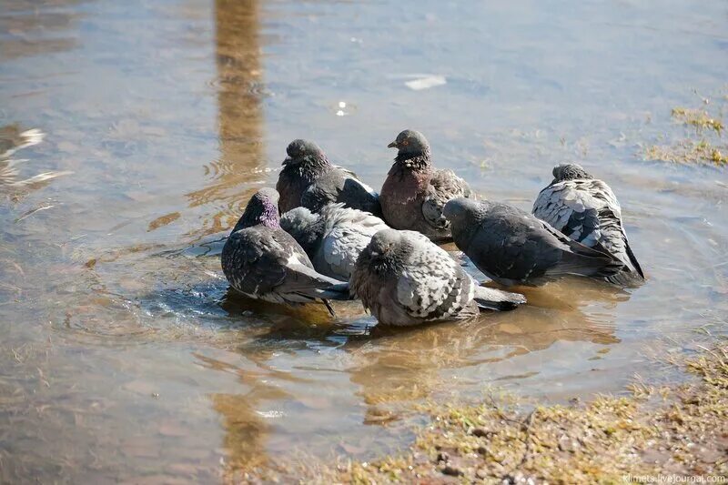 голуби купаются. голубь моется. голуби купаются. голубь моется. голуби купаются.