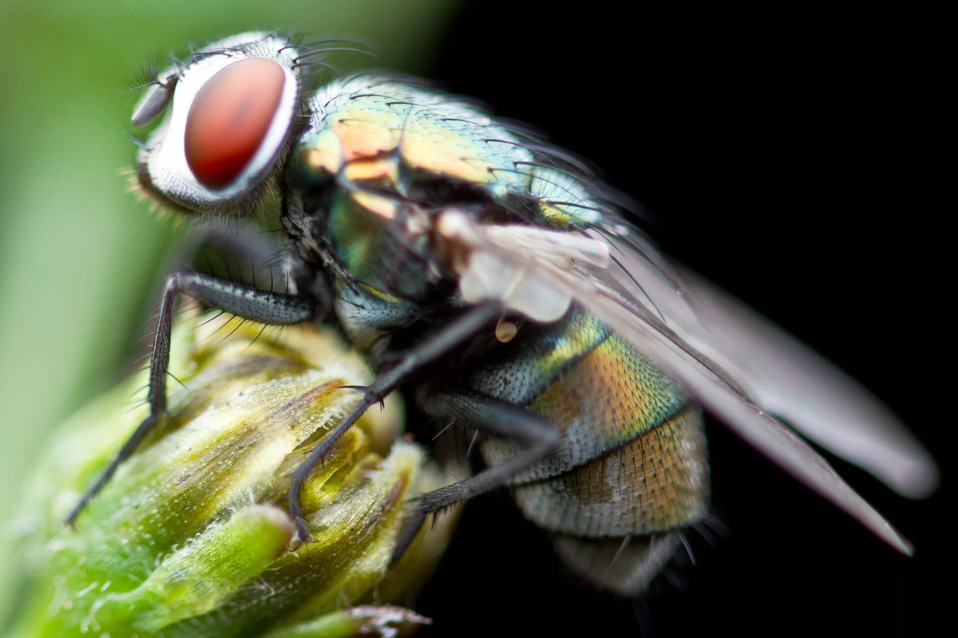 Что такое fly. Болотная Муха. Муха (насекомое). Муха фото. Цветная Муха.