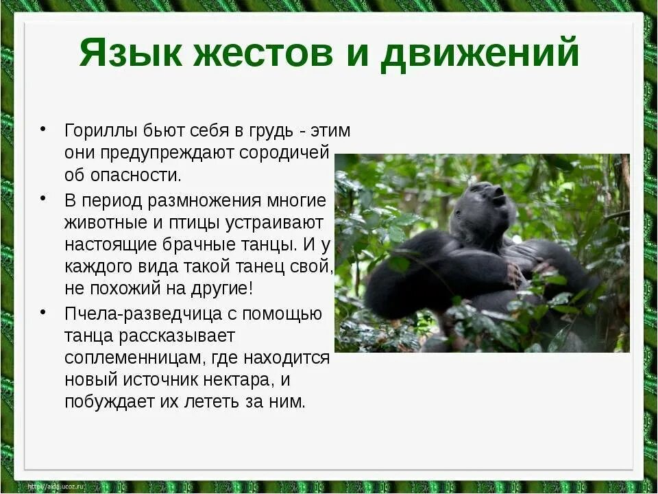 Язык общения животных. Как животные общаются между собой. способы общения животных между собой. разговаривают ли животные между собой.