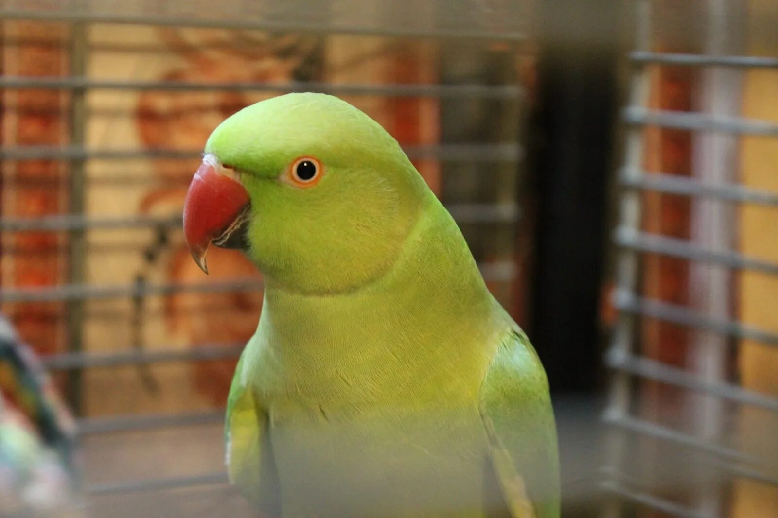 Ожереловый фото. Ожереловый попугай самка. Самка ожерелового попугая. Ожереловый попугай зеленый. Ожереловый лютино.