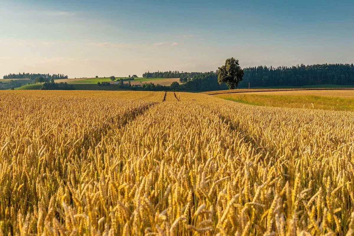 Картинка поле. Поле пшеничное поле Кугарчинский район. Нивы это засеянное поле. Нива это хлебное поле. Хлебные поля Башкортостана.