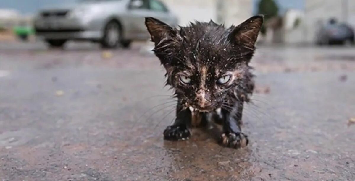 Мокрый котенок на улице. Бездомные котята. Жалко котенка