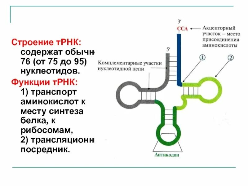 ТРНК строение и функции. Строение ТРНК функциональные участки. Особенности нуклеотидного состава ТРНК. Структурная формула ТРНК.