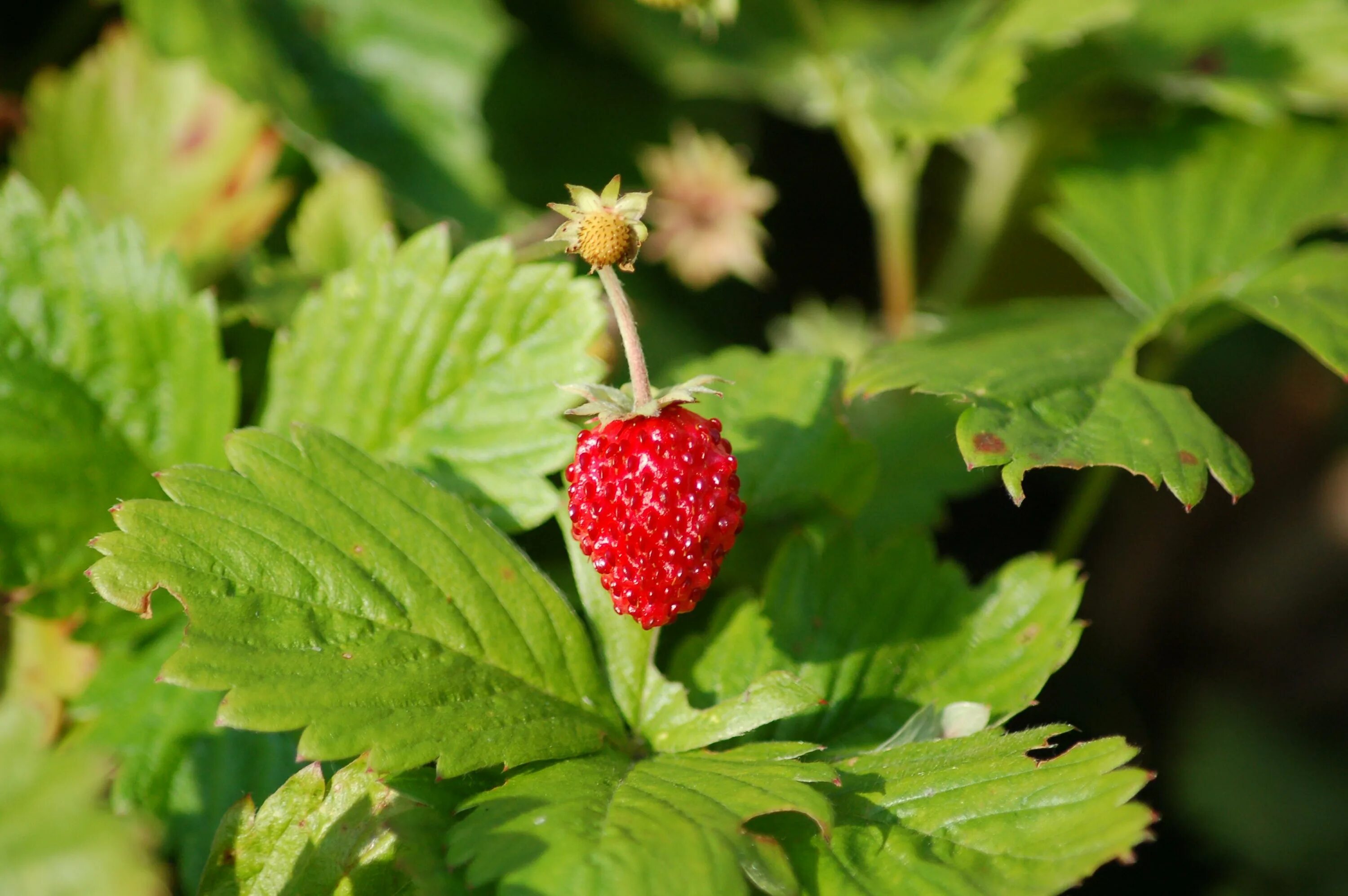 Какие листья растения у земляники. Fragaria vesca. Земляника Лесная. Земляника Лесная листья. Лист, семена ягоды земляника Лесная.