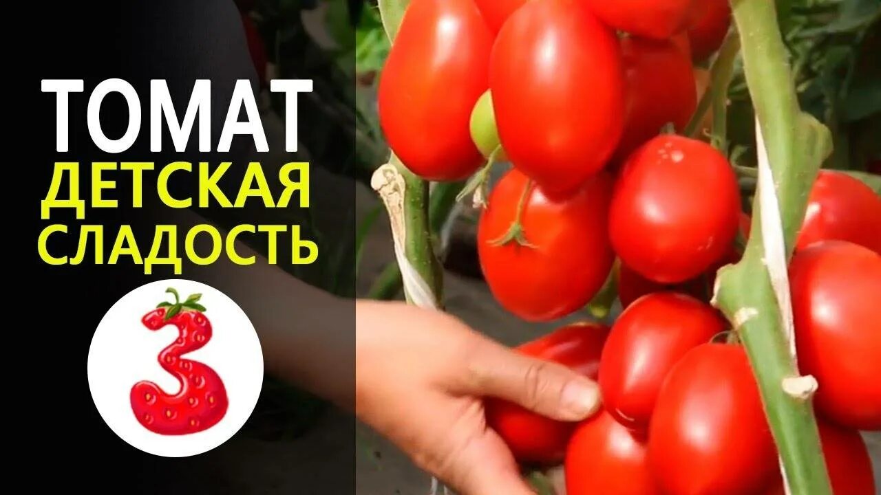Помидоры сорт радость. Гавриш томат детская сладость. семена томат детская сладость гавриш. томат бурковский ранний. томат ф 1 детская радость.