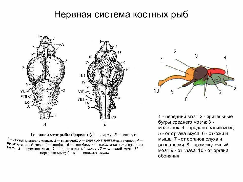Нервная система костной рыбы 7 класс. Строение мозга костных рыб. Нервная система костистых рыб. Нервная система рыб схема. Строение нервной системы рыб.