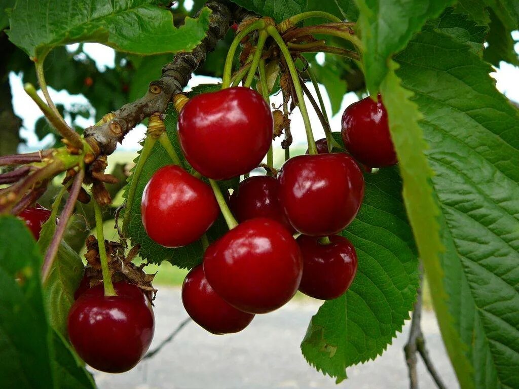 Черешня чкалова описание сорта опылители